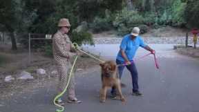 Tibetan Mastiff Training #4 PLUS Recap Of All The Training.