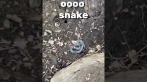 I flipped 7 rocks and found a venomous snake