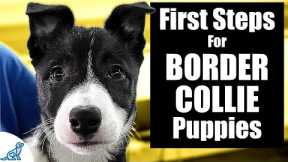 Border Collie Puppy Training - 10 Skills To TEACH FIRST!