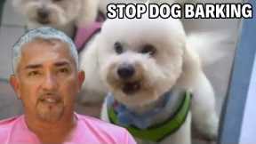 How To Train Bichon Dogs To Be Calm | Cesar 911 Episode 1 - Part 1