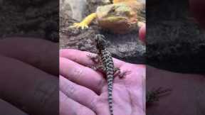 Bearded Dragon sees her baby first time