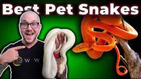 The BEST Pet Snakes at EVERY Size!