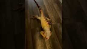 Happy Iguana Smiles When Pet Parent Returns Home! Shorts #Iguanas