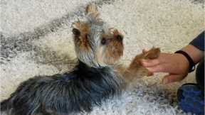 Teaching a Yorkie Puppy Tricks