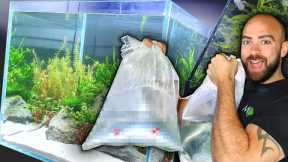 ADDING FISH TO *NEW* FRESHWATER REEF AQUARIUM! MD FISH TANKS