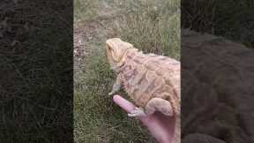 I found this poor creature #funny #beardeddragon #lizard #pets #reptile #dragon