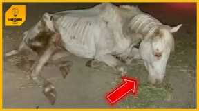 They threw him away like trash! Starving and beaten horse couldn't get up