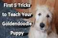 Goldendoodle Puppy Training (First