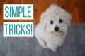 HOW WE TAUGHT OUR MALTIPOO BASIC