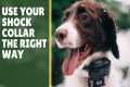 5 Tips: E-Collar Dog Training for