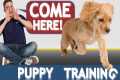 How to Train your Puppy to Come When