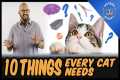 Everything You Need for Your Cat | 10 
