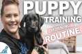 5 Puppy Training WINS You Should Get
