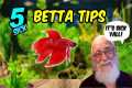 The Shocking Truth about Betta Care