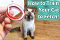 How to Teach your Cat to Catch, Cat