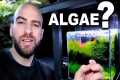 HOW TO STOP ALGAE! why I don't have