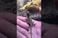 Bearded Dragon sees her baby first