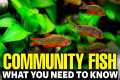 Best Freshwater Community Fish