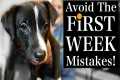 Avoid THESE Puppy Training First Week 