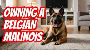 Why You NEED a Belgian Malinois | Dog Training | Malinois | Owning a Belgian Malinois