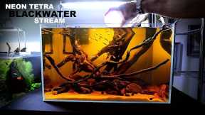 NEON TETRA Blackwater Stream - New Natural Style Tank | Aquascape Tutorial