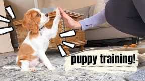 HOW TO TRAIN YOUR CAVAPOO PUPPY! | Basic commands: Sit, Down, Roll Over, Paw, HIgh 5!