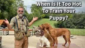 Is It Too Hot To Train My Puppy? | Summertime Dog Training Guide