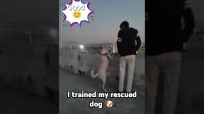 I trained my rescued stray dog😍🐶 #cute #dog #viral #shorts #viralshorts #trendingshorts #ytshorts