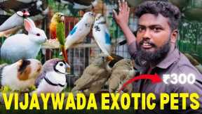 A Day in the Life of a Vijayawada Exotic Pet Owner