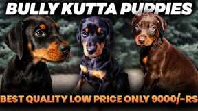 Only 9000/-Rs Doberman Puppies for sale l Price