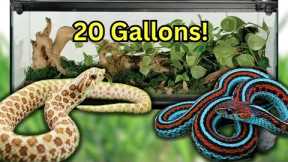 7 SNAKES That Can Live in A 20 GALLON Forever!