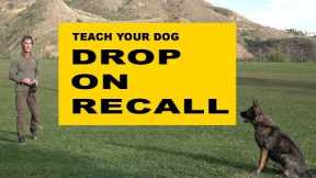 Teach Your Dog DROP on RECALL - Dog Obedience Training - Robert Cabral Dog Training Video