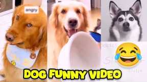 Funny Dog Videos | dog prank dog funny videos fani video funny dog videos | Funny animal videos