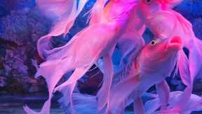 RELAXING WATER SOUND | THE BEAUTIFUL OF FISH IN THE AQUARIUM, COLOUR FISH