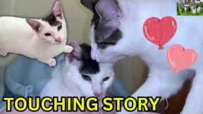 Pets are Family I Touching story I Funny & Lovely video #169