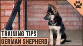 Best German Shepherd Puppy Training Tips | Dog World