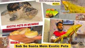 Exotic Pets In Mumbai | Animals | Reptiles & Turtles| Baby Iguana In Mumbai|Sabse Sasta Exotic Pets