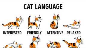 HOW TO UNDERSTAND YOUR CAT BETTER