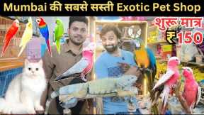 Exotic Pet Wholesale Market in Mumbai | Animals | Birds Cats &  More | Crawford Market Se Sasta