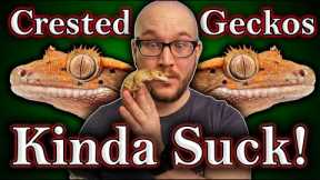 DO NOT Get A Crested Gecko! 3 Reasons Why and 3 Better Lizards For You!