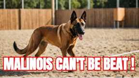 Why Belgian Malinois are the Best Dog | Dog Training | German Shepherd | Police Dog | Malinois