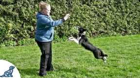 Teach Your Puppy To Fetch And LOVE To Bring The Toy Back - Professional Dog Training Tips