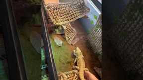 Setting up a bearded dragon enclosure! #shorts#reptilelover#beardeddragon