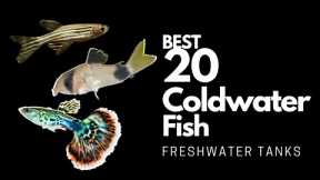 Best Coldwater Fish 🐠(explained) in 12 minutes!