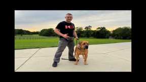 Live Dog Training with Boer Boel