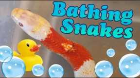 How to Give Snakes a Bath!