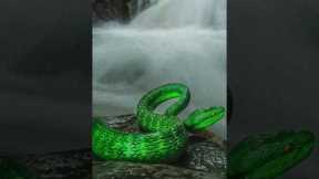 Today we will know about the 3 snakes of the world😨😨#shortvideo #dangerfacts #factsinhindi