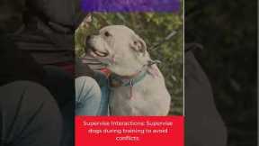 Dog Training Tips and Tricks for Multi-Dog Households