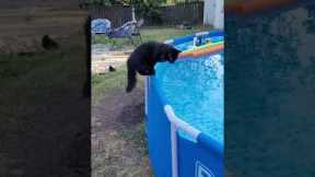 Startled Kitty Falls Into Pool || ViralHog