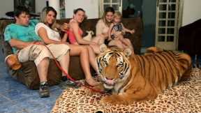 Living With Tigers: Family Share Home With Pet Tigers